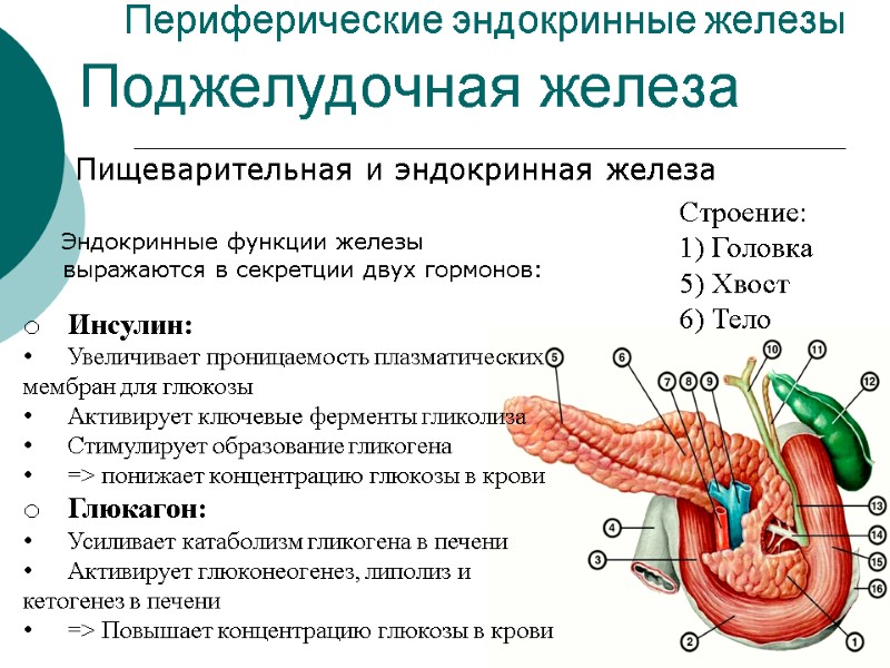 Периферические эндокринные железы    Пищеварительная и эндокринная железа  Поджелудочная железа Строение: